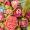 Trouwboeket bloemen detail