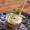 Munt Limoen Cupcake